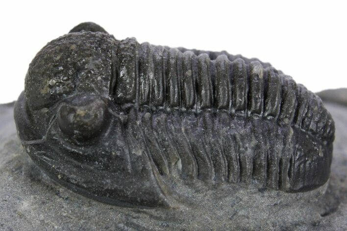 Detailed Gerastos Trilobite Fossil - Morocco #347352